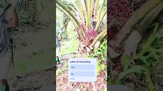 Palm oil harvestinghttpsyoutubecomcultivation1siIwMpZDDNC3Vn6kkI [upl. by Eenafit]