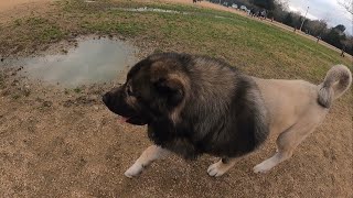 Enormous Caucasian Ovcharka At Houston Premier Dog Park  Tsavo [upl. by Glovsky]