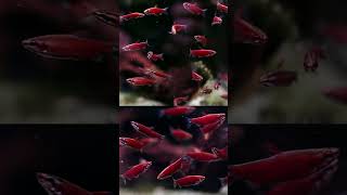 Rare Fish Nannostomus sp Amaya Full Red Pencilfish [upl. by Akemed478]