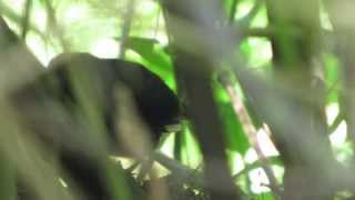 Blackish Tapaculo Scytalopus latrans Birding Bogota Colombia Wildlife expeditions [upl. by Paget]