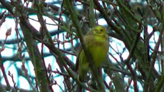 Beautiful Yellowhammer On The Tree [upl. by Acus145]