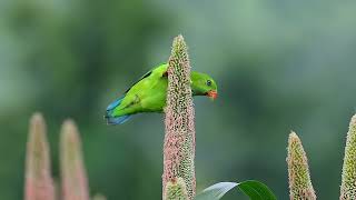 Vernal hanging parrot from Sassed Maharastra [upl. by Htebazie]