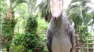 Shoebill stork sound [upl. by Bluma831]