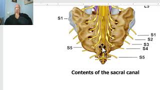 Anatomy of pelvis in Arabic 2023 2  Bony pelvis part 2 by DrWahdan [upl. by Cleveland]