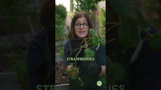 Grow STRAWBERRIES Like a Pro Gardening Tips [upl. by Leumek867]