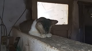 A Cat doing Sujud Caught on Camera [upl. by Dranyl]