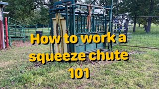 How to work a squeeze chute [upl. by Aidin37]