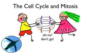 Cell Cycle and Mitosis [upl. by Kohl]