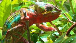 Chamäleon Pantherchamäleon Senegal Chameleons 4K [upl. by Betteann]