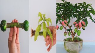 How to grow Mango from cuttings with lemons for beginners [upl. by Salomone789]