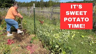 HARVESTING SWEET POTATOES Did We Improve From Last Year [upl. by Longawa]