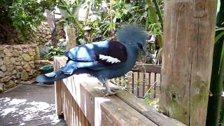 Blue crowned pigeon not Victoria Crowned pigeon making amazing sound [upl. by Enirod367]