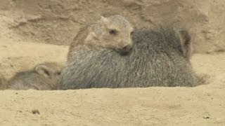 Baby peccaries get frisky at San Diego Zoo [upl. by Colet]