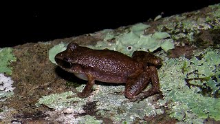 IDENTIFY FROGS amp TOADS BY CALL IN EAST TEXAS [upl. by Fairman]