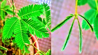 Mimosa pudica Seismonastic movements [upl. by Hayotal]