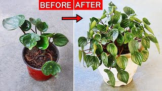 Watermelon Peperomia CARE 101  BEST Soil Mix Fertilizers Light amp Water Requirements [upl. by Mariette6]