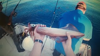 Pesca de Calamares en los Picos LlanesAsturias 17112017 1080HD [upl. by Elawalo]