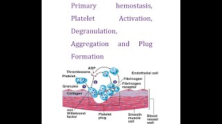 Primary Hemostasis Part 3 Platelets Activation Degranulation Aggregation and Plug Formation [upl. by Einnil]