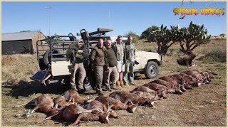 Amazing How Do American Hunters And Farmers Deal With Million Of Wild Boar By Guns And Hunting Dogs [upl. by Tur130]