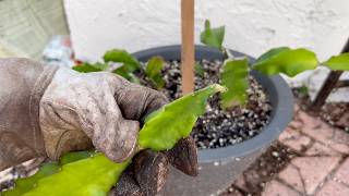 How to propagate dragon fruit cactus  water propagation and soil propagation  1 month update [upl. by Avaria]