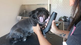 BLACK PEKINGESE GETS THE USUAL CUT  RURAL DOG GROOMING [upl. by Neerod]