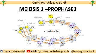 CELL CYCLE  STAGES OF MEIOSIS  PROPHASE1 OF MEIOSIS 1 [upl. by Terrijo]