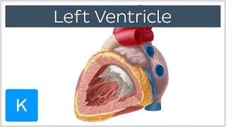 Left Ventricle Heart  Function Definition and Anatomy Human Anatomy  Kenhub [upl. by Elvah305]