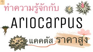 ทำความรู้จักกับ Ariocarpus แคคตัสราคาสูง  ￼อาณาจักรต้นไม้ EP1 [upl. by Akimat]