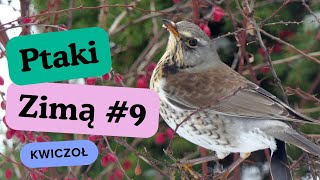 Ptaki zimą 9  Kwiczoł  Fieldfare 4K birdwatching birds ptaki [upl. by Dielu]