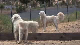 Maremma dogs guard goats near Terrebonne [upl. by Niwhsa]