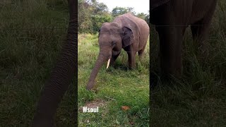 shorts elephant india wild srilanka wasgamuwa 2021 [upl. by Eiralc]