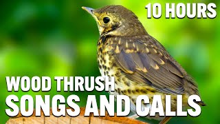 Wood Thrush Songs And Calls  Wood Thrush Sounds  Wood Thrush Singing  Wood Thrush Evening Song [upl. by Baudoin324]