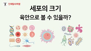 세포의 크기 육안으로 볼 수 있을까  세포의 평균 크기 20 마이크로미터 박테리아 세포의 110 바이러스 박테리아의 150 [upl. by Rondi813]