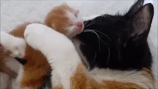 Day 59 of the lives of five newborn kittens [upl. by Thomasine]