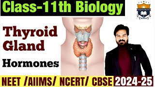 Thyroid Gland Class 11th  thyroid gland diagram  Thyroid Gland Hormones and their Functions neet [upl. by Ardiedal61]