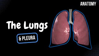 Lungs Function Parts Pleura amp Recesses  Anatomy [upl. by Paula]