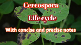 Life History of Cercospora [upl. by Ianteen466]