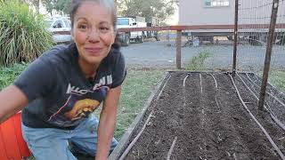 Raise bed gardening￼￼ Planting Seeds for a FallWinter Garden Zone 9 [upl. by Amadis]