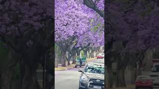 Jacaranda Blooms asmr jacaranda australia subscribe support [upl. by Idnyc]