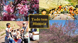 Tudo Tem História  A Festa Da Cerejeira [upl. by Fredelia537]