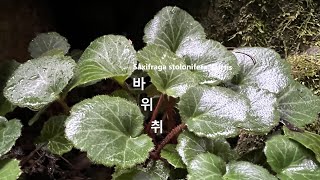 바위틈에서잘자라는나물 바위취 Saxifraga stolonifera 생약명 호이초虎耳草 야생화를 찾아서606 장태산자연휴양림 [upl. by Semela2]