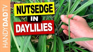 How to Control Nutsedge in Daylilies [upl. by Tnias]