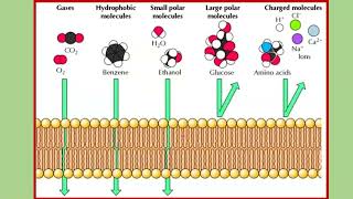 Membrane plasmique [upl. by Orlantha]