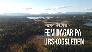 Fem dagar på Urskogsleden  Marsfjällens Naturreservat [upl. by Cyprian645]