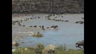 Migration Crossing mara river from Masai Mara in Kenya to Serengeti in Tanzania [upl. by Vinnie]