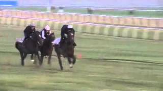 Horseracing Frankel gallop [upl. by Conger486]