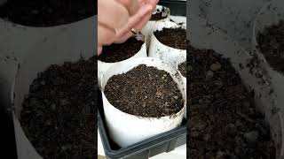 How to Grow Onions from Seeds [upl. by Maureene]