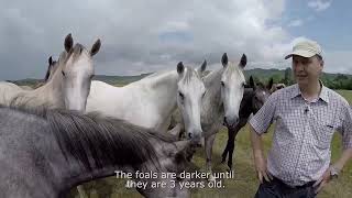 Lipizzan horse breeding traditions [upl. by Florina]