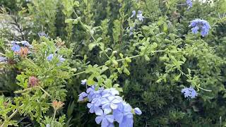 Plumbago auriculata [upl. by Noizneb]