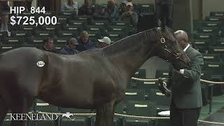 2017 Keeneland September Sale  Hip 844 Orb  Tally Ho Dixie colt brings 1000000 [upl. by Onairda]